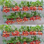 몰랐는데 내가 <b>수확</b>의 신이었던 것에 대하여