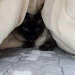 샵에서 온 샵고양이가 아니라 샴고양이었어요..ㅠㅠ