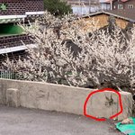 광양 매화축제  가실때 조심하세요