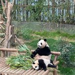 [모두드루와] 여전히 바오가족 코<b>어덕</b>질 하는 보아