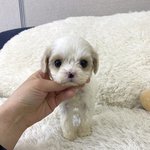 [강아지] 사랑으로 키워 주세요