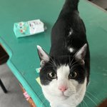 <b>NCT</b> 도영 닮은 고양이