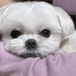 [드루와] 말티즈 얼굴 <b>갭</b>차이 보고가