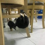 마! 애옹이 니 머선 고민 있나?