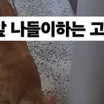 <b>야들</b>아~ 너네 나들이라는말 들어봄??