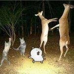 [댓글부탁해] 나 학과 개망함 어캄...