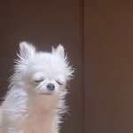 <b>집사</b>야 이제 온 거야? 오늘도 수고했어