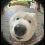 <b>촉촉</b> 코 공격을 어떻게 참아ㅠ