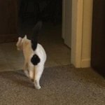 <b>무늬</b>가 특이해서 더 매력적임