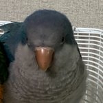 반려<b>동물</b> 이별 극복