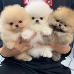 어떤 <b>색이</b> 귀여운거 같아?