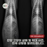 [길냥이] <b>안양</b>,평택에서 일어난 길고양이 학대사건