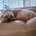 [강아지] 사랑스런 <b>남매둥이</b> : )