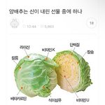 [모두드루와] 양배추는 <b>신이</b> 내린 선물 중에 하나