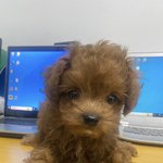 [말티즈] <b>예약취소</b>로 인해 갈곳잃은 아이입니다..