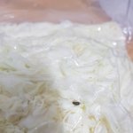 양배추 안에 이거 <b>쥐똥</b> 맞나요?