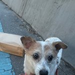 찾았습니다] 3/16 미용실 부주의로 <b>강변</b>북로상에서 잃어버린 강아지를...