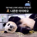 정국과 <b>아이바오</b>