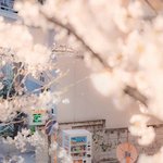 우리 일상 속 '벚꽃 <b>축제</b>'