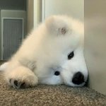 [드루와] 얘들아 나이키 <b>테크</b>팩 지금 사는거 에바야??