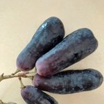 통통한 블랙사파이어<b>포도</b>