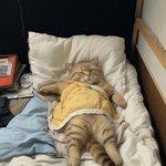 나의 <b>단잠</b>을 깨우지 말라!
