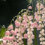이 꽃 이름 <b>지은</b> 사람 상 줘야 됨