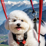 [강아지] 우리 강아지 혼자 해외여행 갔다옴