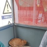 [드루와] 아파트 <b>공사장</b>에서 사는 고양이 2편