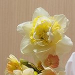 <b>봄꽃</b>이 하루만에