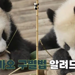 쌍<b>둥바오</b> 구별법