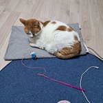 나의 동거묘 <b>도칠</b>이 24년 봄 일상이야기들..