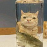 고양이가 이렇게 웃길 수 있는 거임?
