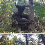 이런 <b>나무들</b>은 처음 보네