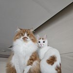 큰 아기냥 <b>호빵</b>이와 진짜 아기냥 만두-53