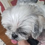 [이것좀봐줘] 키우던 강아지가 죽었어