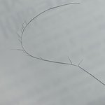 와 20<b>가닥</b>으로 갈라진 머리카락 발견함