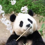 우리 푸바오 소풍잘<b>다냐</b>와 행복해야해 ❤️