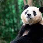 잘가 푸공주 ㅠㅠㅠㅠ