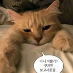[19] 살아보니 ㅇㄱㄹㅇ
