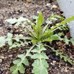 이거 <b>냉이</b>에요? 무에요?