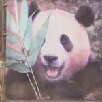 "우리의 영원한 아기 판다야"…눈물바다 된 푸바오 <b>배웅</b>식