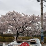 벚꽃 구경 갔는데 <b>노점상</b>만 실컷 구경하네요