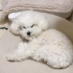 생일 ㅈㄹ<b>피곤</b>하다