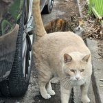 [어케생각해] 울동네 색깔 이쁜 냥이