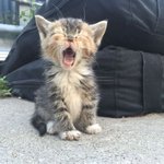 아기 냥이 <b>하품</b>하는 거 보고 가세요