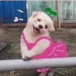 언니있는애들아 <b>장단점</b> 알려줘