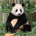 [<b>이리</b>북중] 푸바오의 새시작을 위한 글
