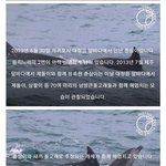 쇼돌고래 야생 <b>방류</b> 사례 중에 ㄹㅇ신기한거