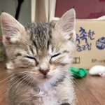 [드루와] <b>뉴진스</b> <b>해린</b>이랑 벚꽃보고 왔음